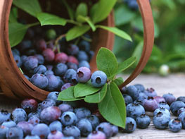 Chile Blueberries